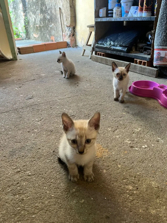 Gato raça SRD-ViraLata idade Abaixo de 2 meses nome 4 filhotes de gatos para adoção