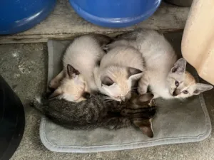 Gato raça SRD-ViraLata idade Abaixo de 2 meses nome 4 filhotes de gatos para doação