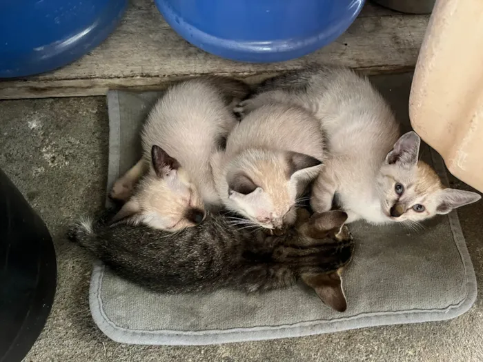 Gato raça SRD-ViraLata idade Abaixo de 2 meses nome 4 filhotes de gatos para doação
