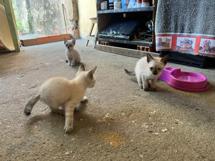 Gato raça SRD-ViraLata idade Abaixo de 2 meses nome 4 filhotes de gatos para doação