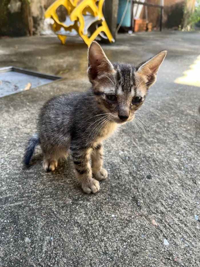 Gato raça SRD-ViraLata idade Abaixo de 2 meses nome 4 filhotes de gatos para doação