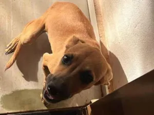 Cachorro raça SRD-ViraLata idade 2 a 6 meses nome Não tem