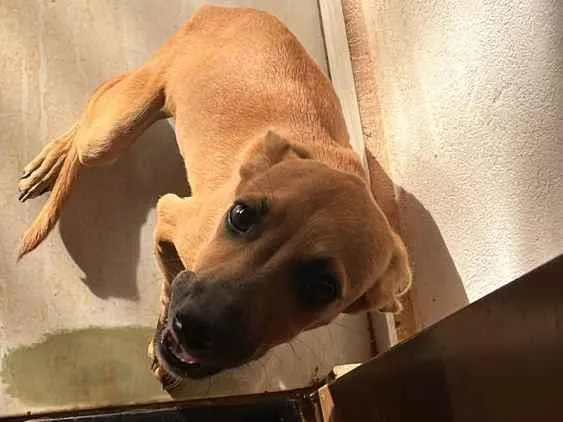 Cachorro raça SRD-ViraLata idade 2 a 6 meses nome Não tem