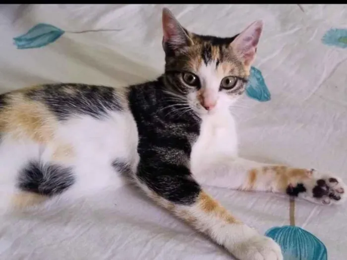 Gato raça SRD-ViraLata idade 2 a 6 meses nome sem nome