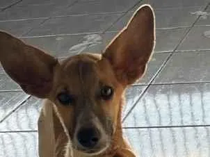 Cachorro raça SRD-ViraLata idade 2 a 6 meses nome Não tem 