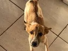 Cachorro raça SRD-ViraLata idade 2 a 6 meses nome Não tem 