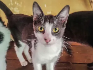 Gato raça SRD-ViraLata idade 2 a 6 meses nome Gato macho cinza branco