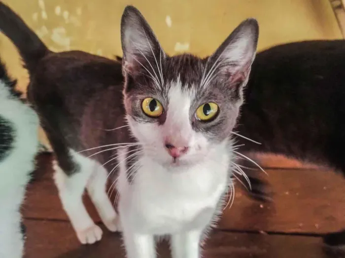Gato raça SRD-ViraLata idade 2 a 6 meses nome Gato macho cinza branco