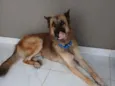 trovão 