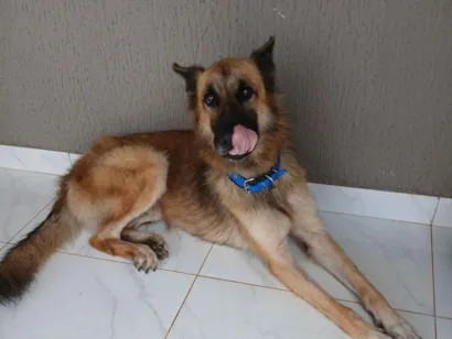 Cachorro raça Pastor Alemão idade 2 anos nome trovão 