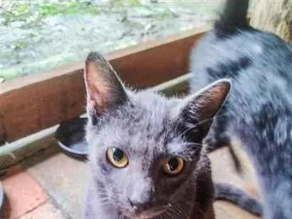 Gato raça SRD-ViraLata idade 2 a 6 meses nome Gatinho macho cinza 