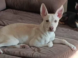 Cachorro raça Pit-Bull idade 2 a 6 meses nome Maylon