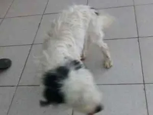 Cachorro raça Poodle idade 7 a 11 meses nome Penélope 