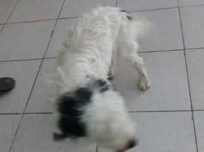 Cachorro raça Poodle idade 7 a 11 meses nome Penélope 