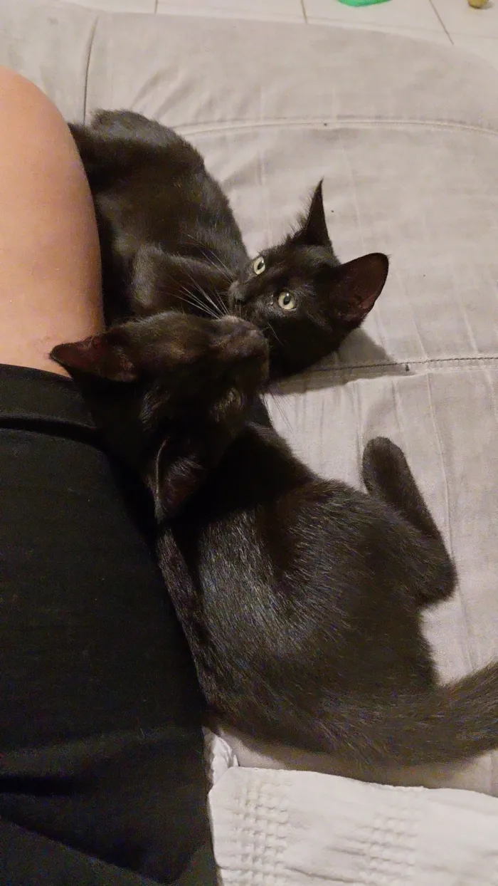 Gato raça SRD-ViraLata idade 2 a 6 meses nome Luiz e Flow