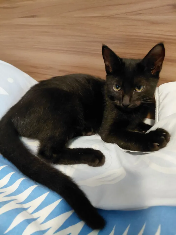 Gato raça SRD-ViraLata idade 2 a 6 meses nome Luiz e Flow