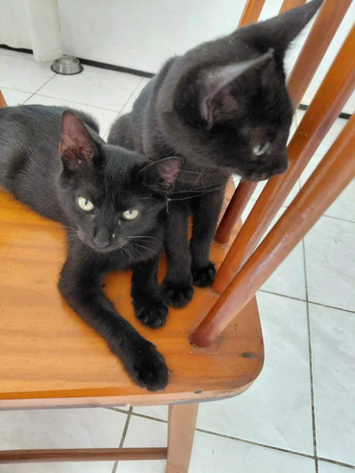 Gato raça SRD-ViraLata idade 2 a 6 meses nome Luiz e Flow