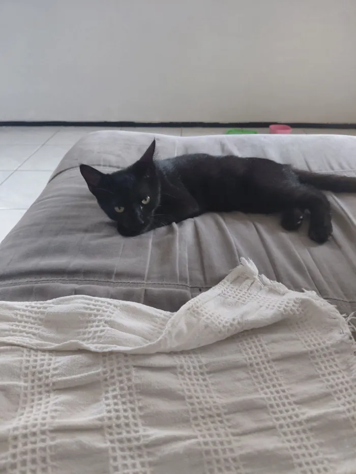 Gato raça SRD-ViraLata idade 2 a 6 meses nome Luiz e Flow