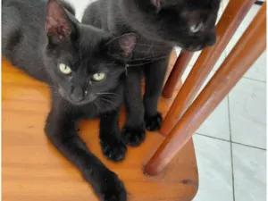 Gato raça SRD-ViraLata idade 2 a 6 meses nome Luiz e Flow