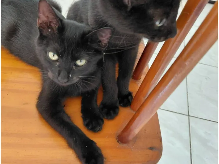 Gato raça SRD-ViraLata idade 2 a 6 meses nome Luiz e Flow