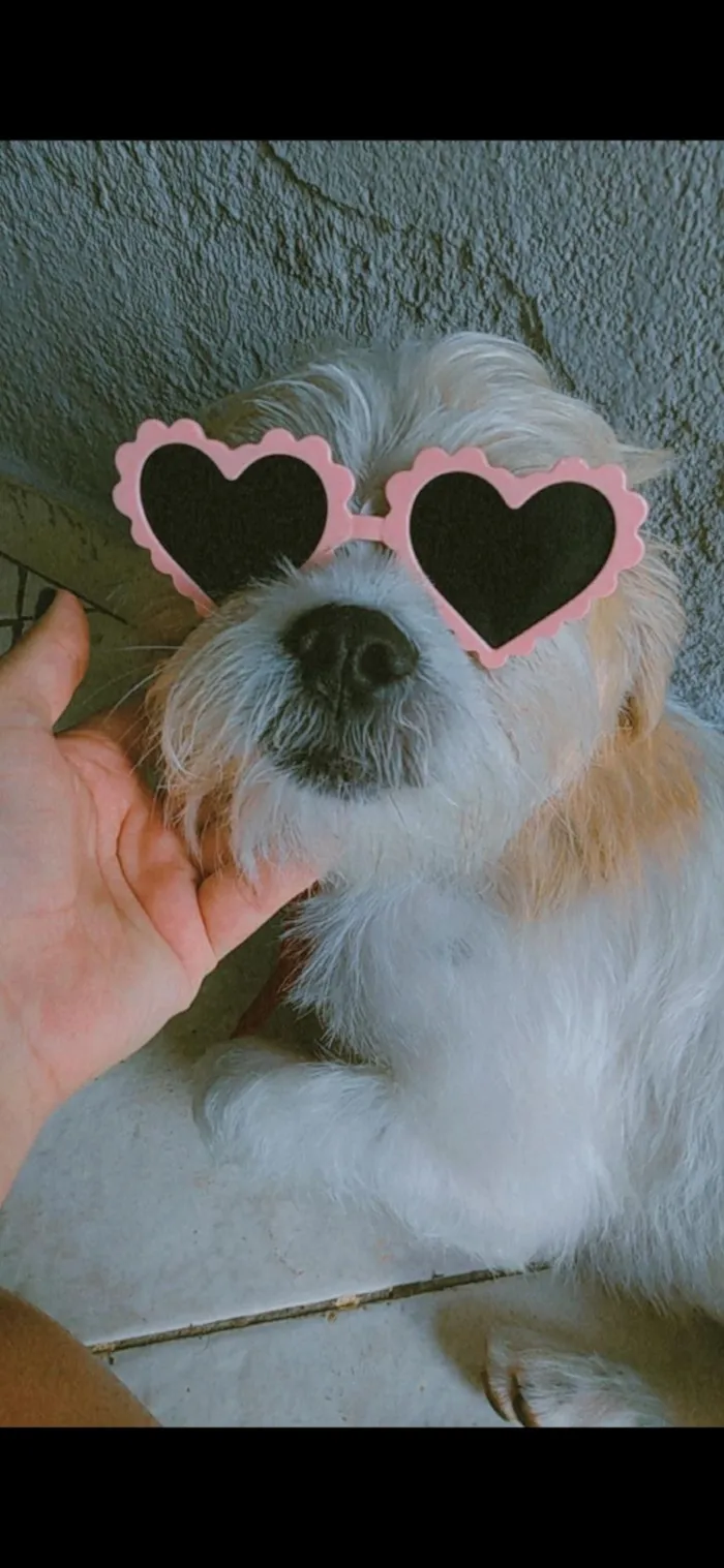 Cachorro raça SRD-ViraLata idade 4 anos nome Marley