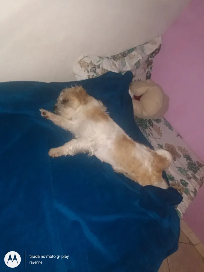 Cachorro raça SRD-ViraLata idade 4 anos nome Marley