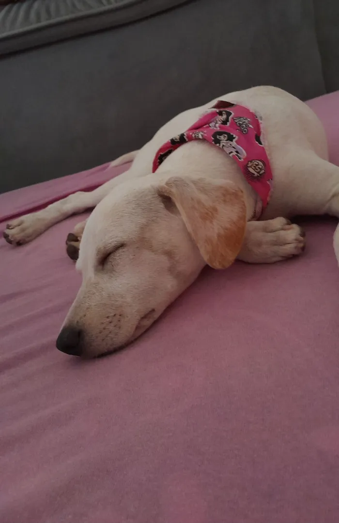 Cachorro raça SRD-ViraLata idade 2 a 6 meses nome Meg