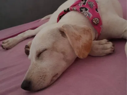 Cachorro raça SRD-ViraLata idade 2 a 6 meses nome Meg