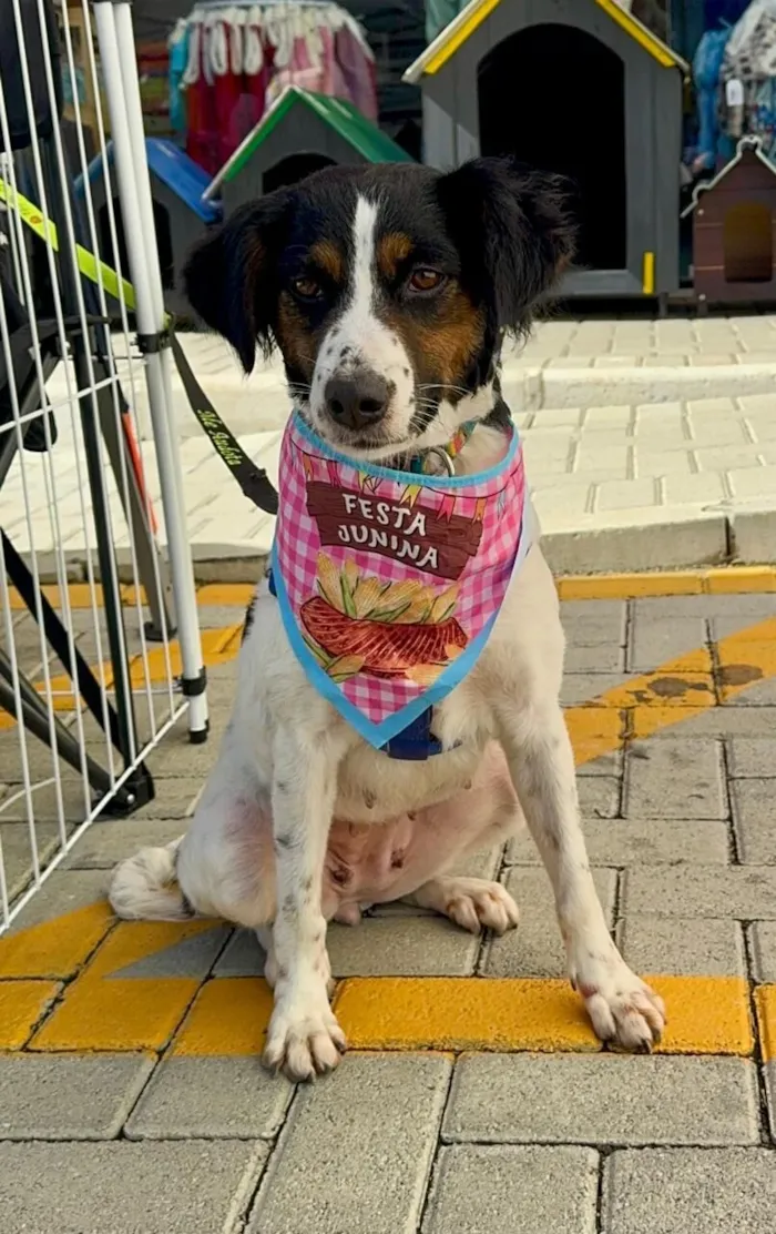 Cachorro raça SRD-ViraLata idade 2 anos nome Princesa