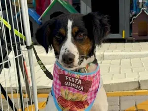 Cachorro raça SRD-ViraLata idade 2 anos nome Princesa