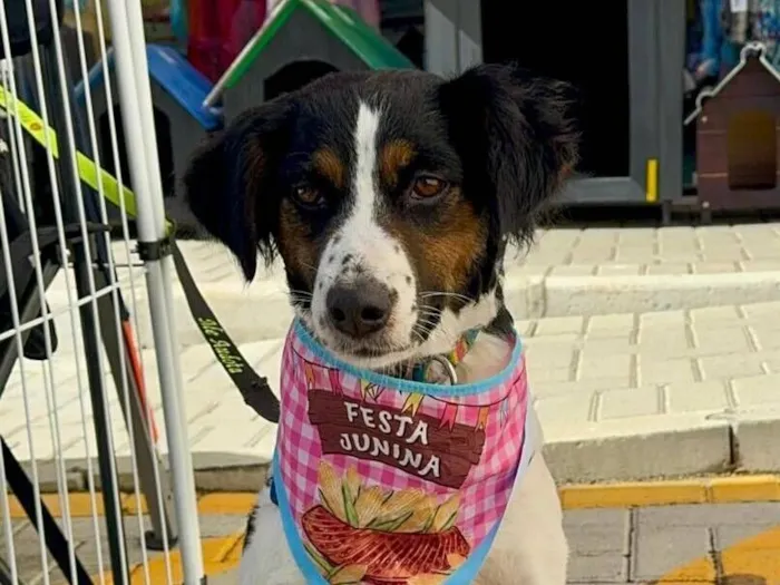 Cachorro raça SRD-ViraLata idade 2 anos nome Princesa