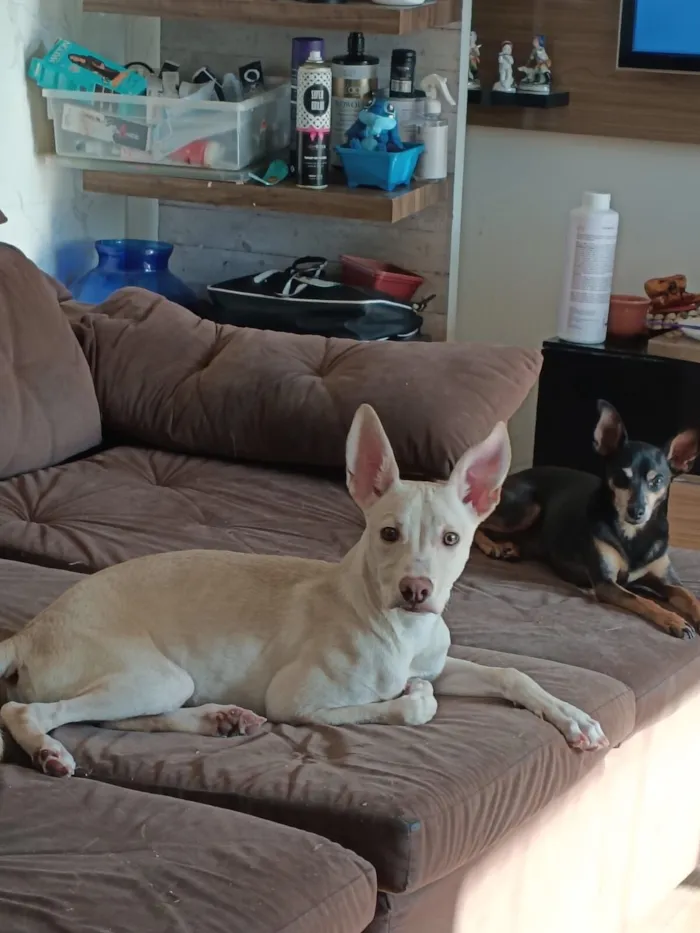 Cachorro raça Pit-Bull idade 2 a 6 meses nome Maylon 