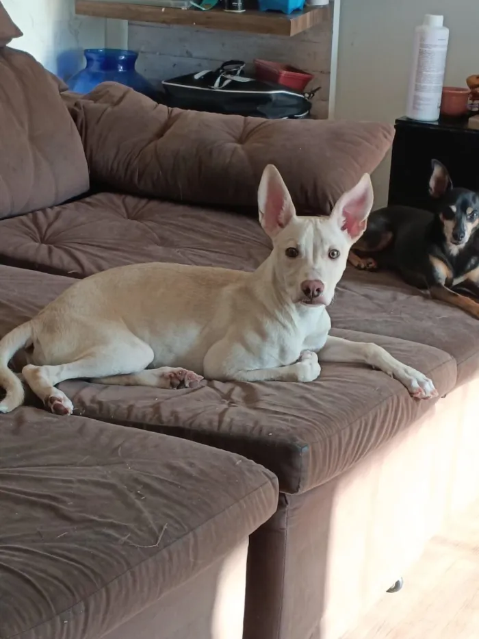 Cachorro raça Pit-Bull idade 2 a 6 meses nome Maylon 