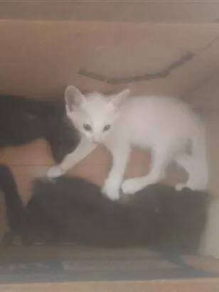 Gato raça SRD-ViraLata idade 2 a 6 meses nome não tem nome