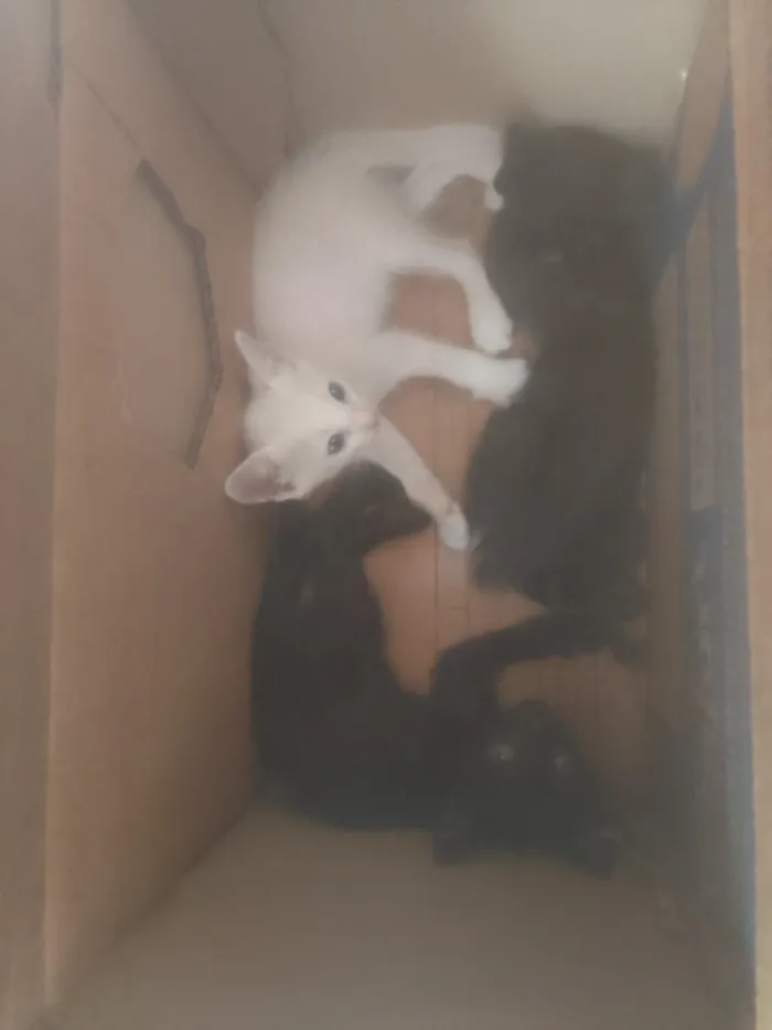 Gato raça SRD-ViraLata idade 2 a 6 meses nome não tem nome