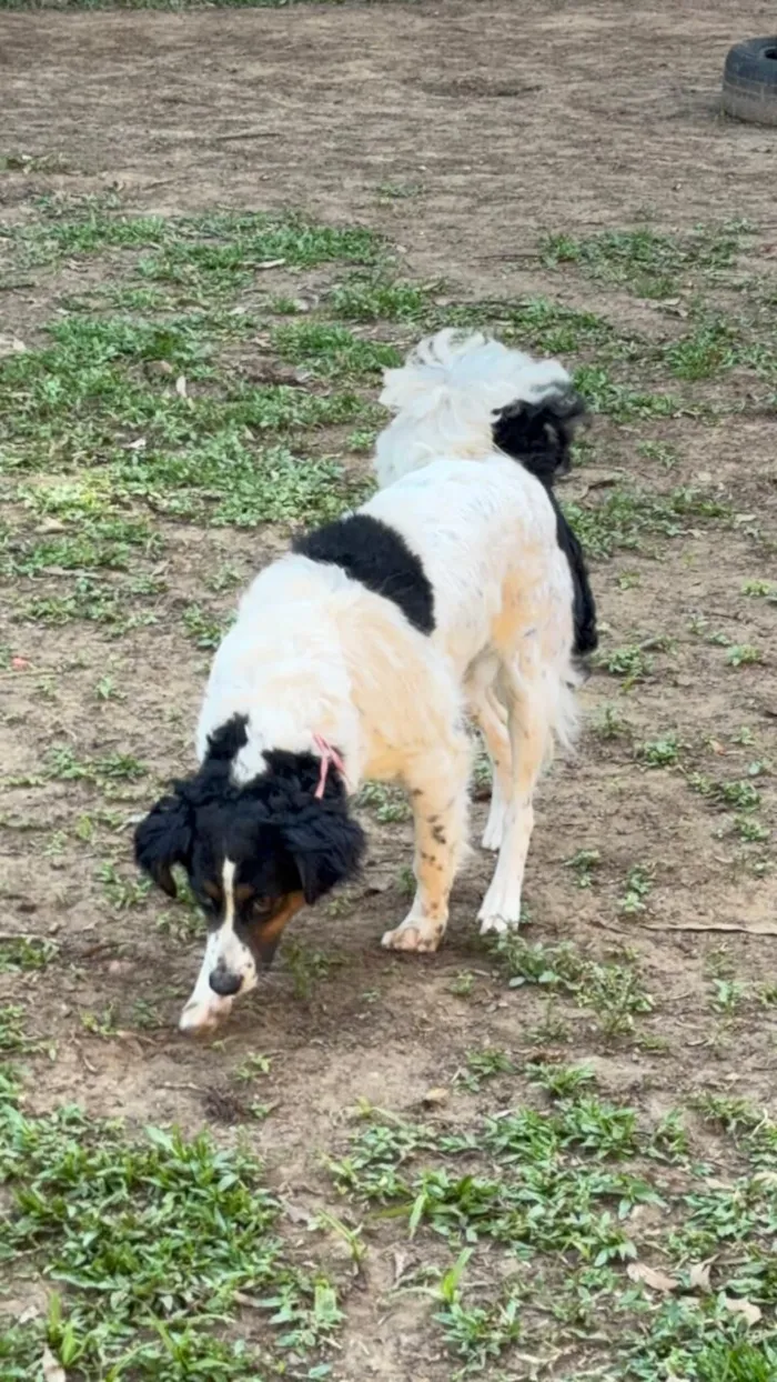 Cachorro raça SRD-ViraLata idade 2 anos nome Princesa