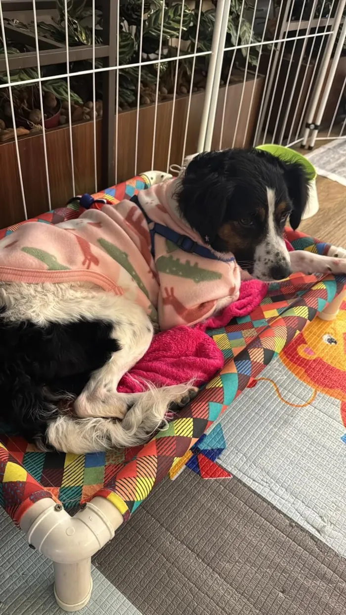 Cachorro raça SRD-ViraLata idade 2 anos nome Princesa