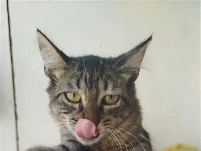 Gato raça SRD-ViraLata idade 2 a 6 meses nome Lua