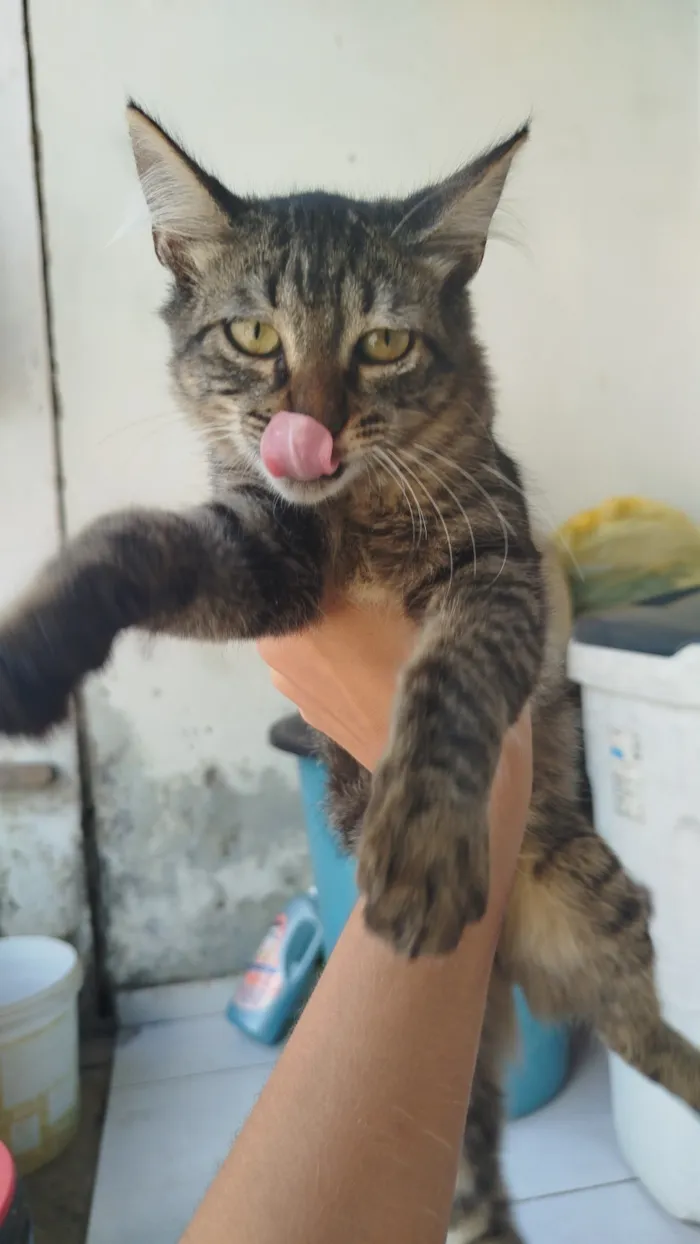 Gato raça SRD-ViraLata idade 2 a 6 meses nome Lua