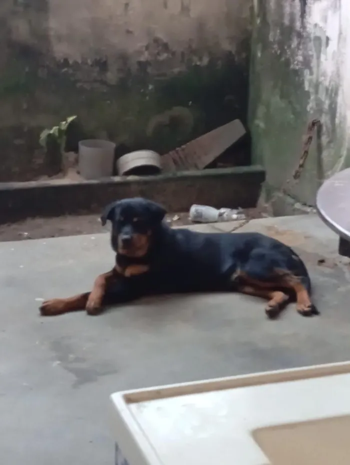 Cachorro raça Rottweiler idade 1 ano nome Spike 