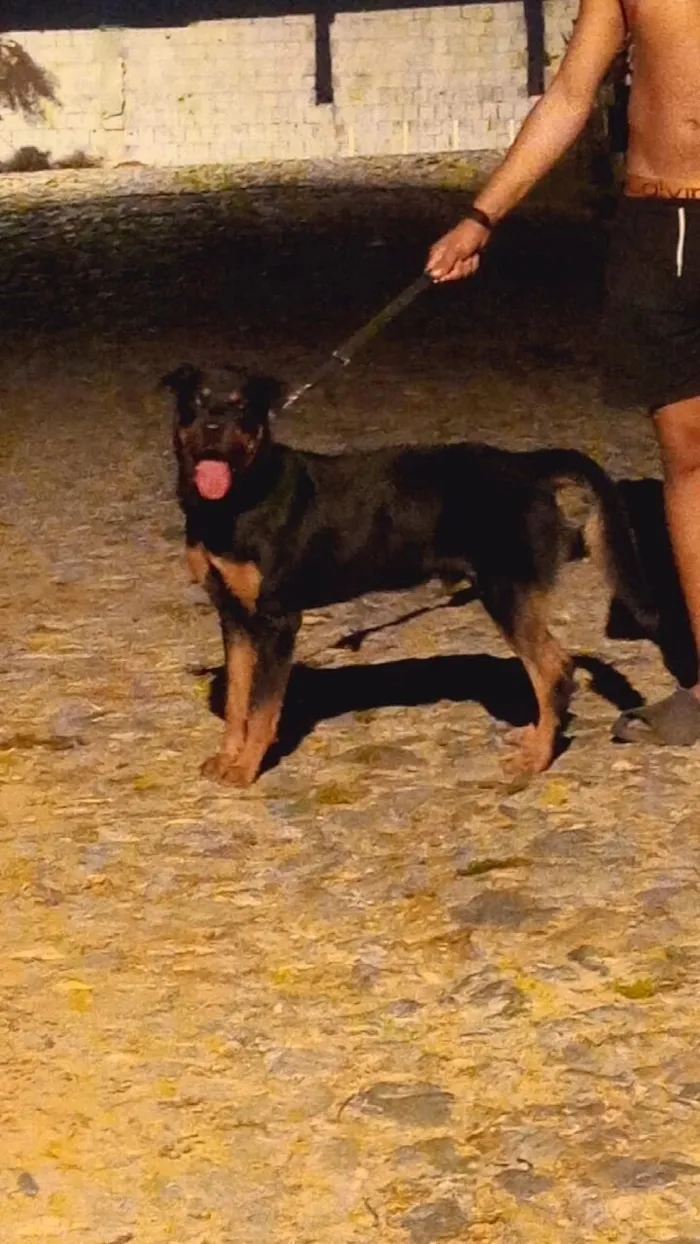 Cachorro raça Rottweiler idade 1 ano nome Spike 