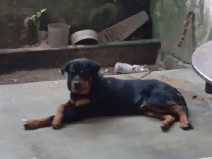 Cachorro raça Rottweiler idade 1 ano nome Spike 