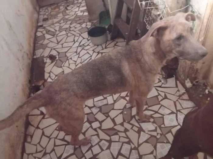 Cachorro raça SRD-ViraLata idade 4 anos nome Aika