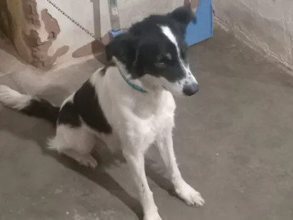Cachorro raça SRD-ViraLata idade 2 anos nome Gustavo 