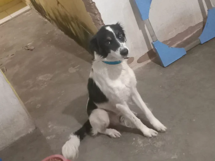 Cachorro raça SRD-ViraLata idade 2 anos nome Gustavo 