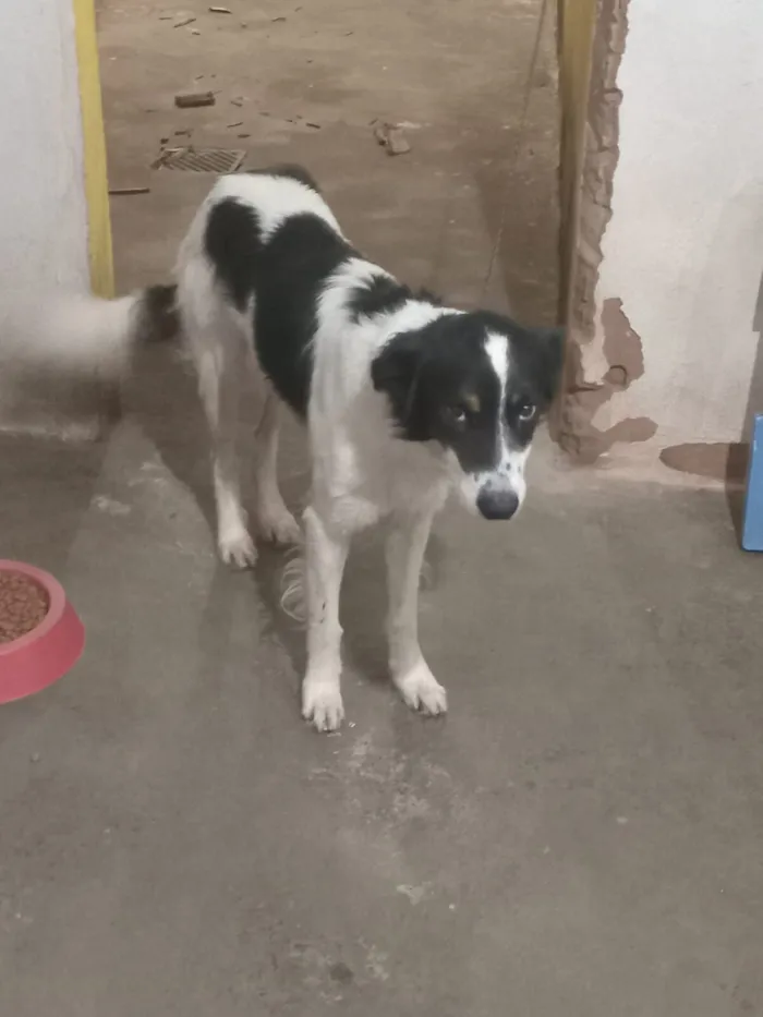 Cachorro raça SRD-ViraLata idade 2 anos nome Gustavo 