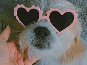 Cachorro raça SRD-ViraLata idade 4 anos nome Marley