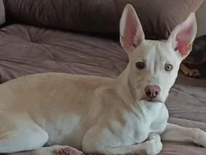 Cachorro raça Pit-Bull idade 2 a 6 meses nome Maylon 