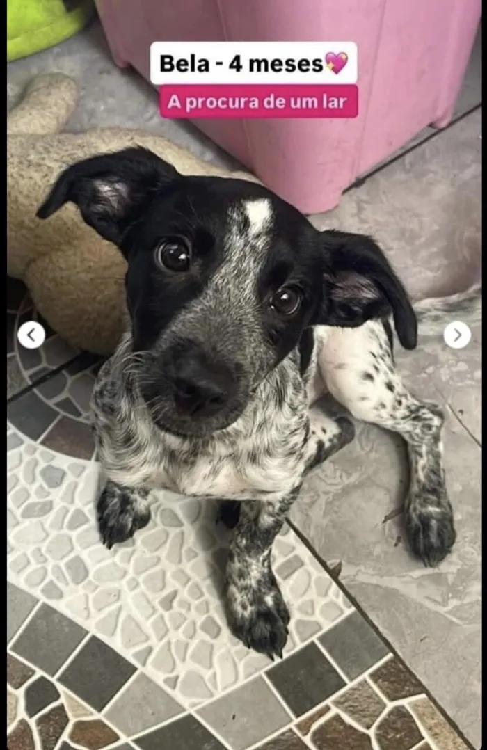 Cachorro raça SRD-ViraLata idade 2 a 6 meses nome Bela