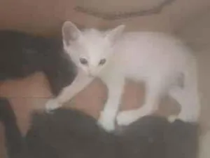 Gato raça SRD-ViraLata idade 2 a 6 meses nome não tem nome